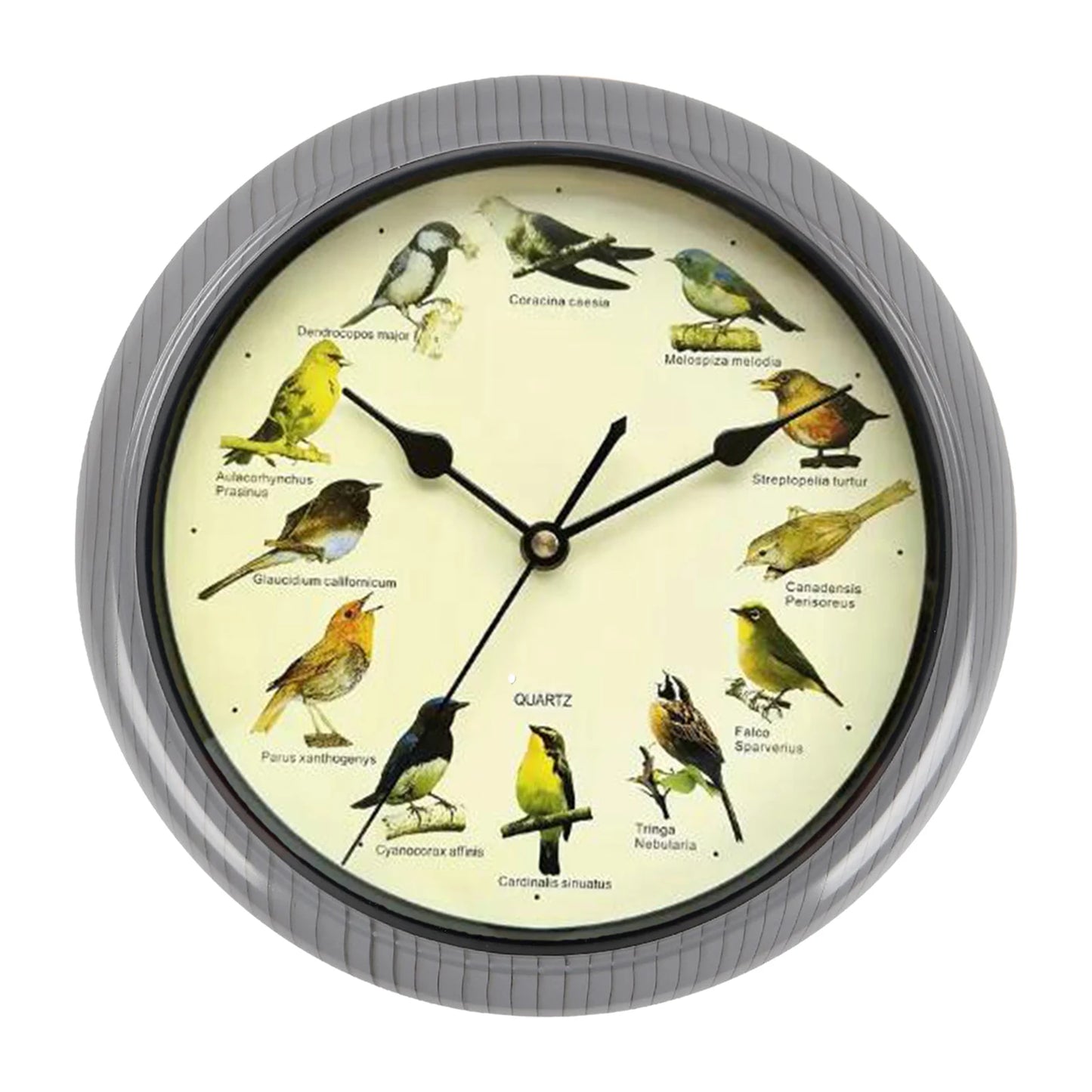 Horloge Murale | Motif Oiseau Décorative | Oiseau Décoratif | Ava