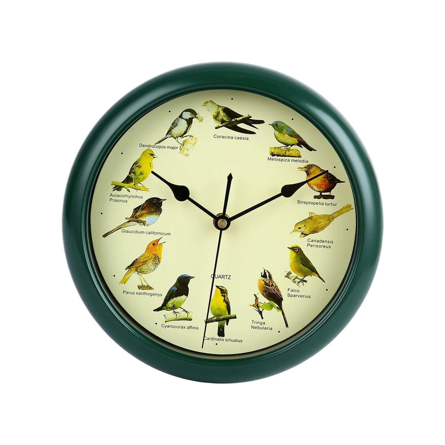 Horloge Murale | Motif Oiseau Décorative | Oiseau Décoratif | Ava