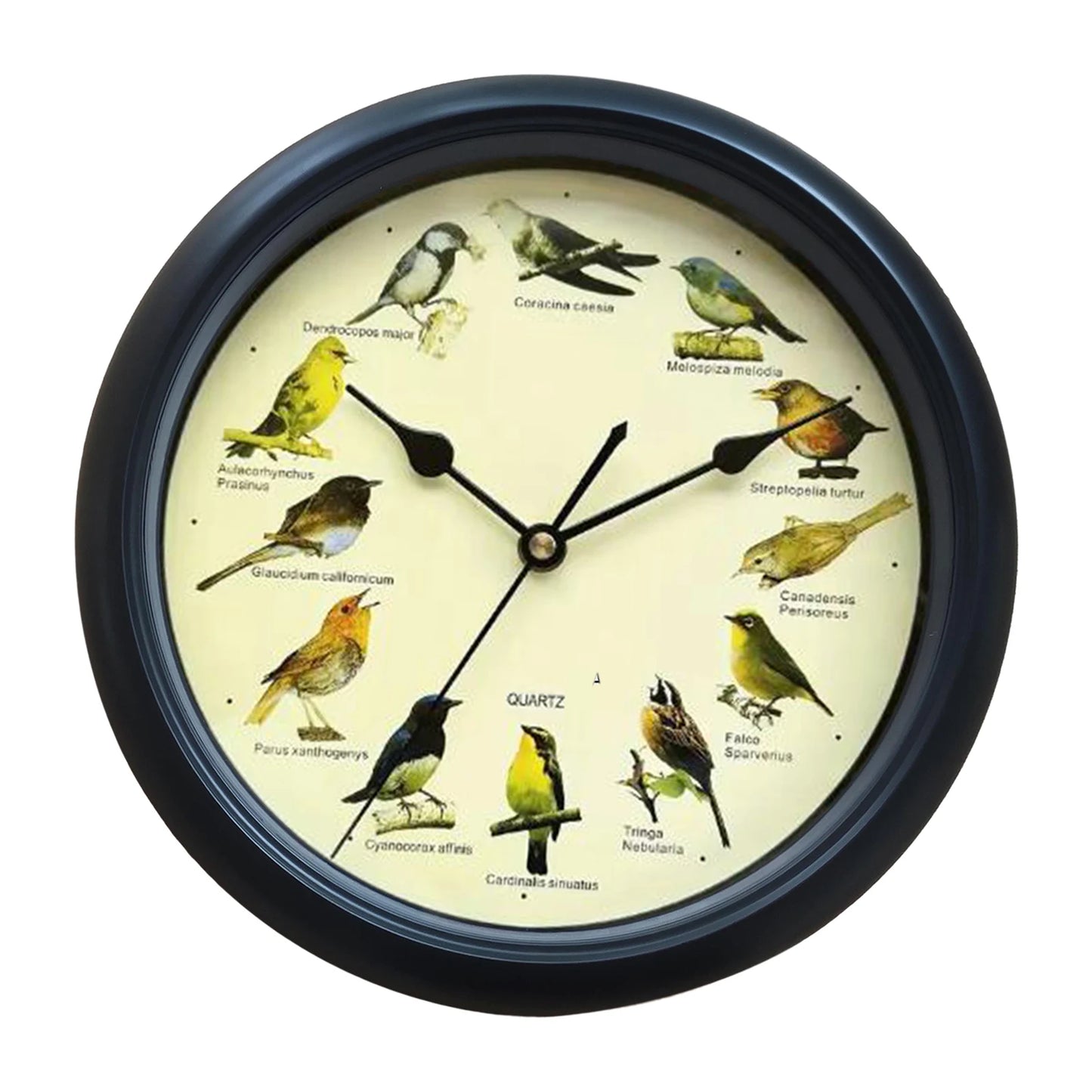 Horloge Murale | Motif Oiseau Décorative | Oiseau Décoratif | Ava